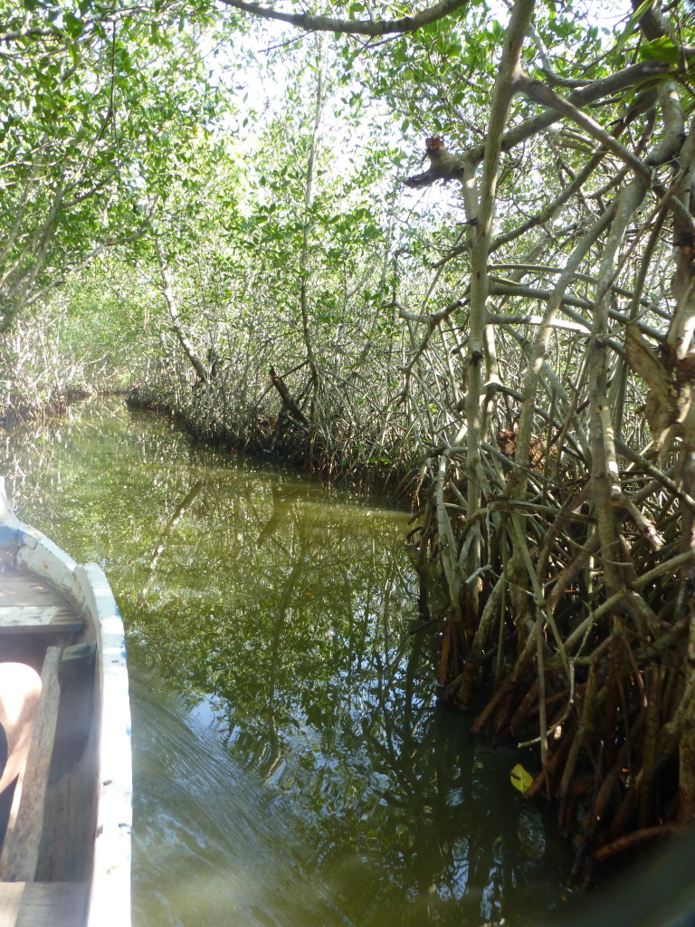Exploring the Mangroves