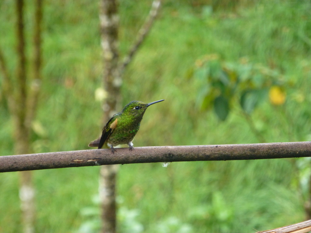 Hummingbird (Colibri en Espanol)