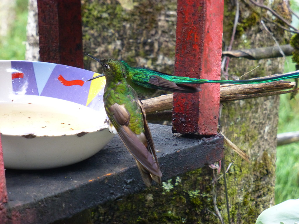 Hummingbirds at the feeder