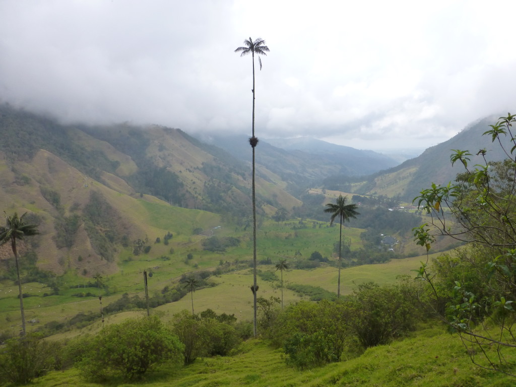Wax Palms - The worlds tallest species of palm