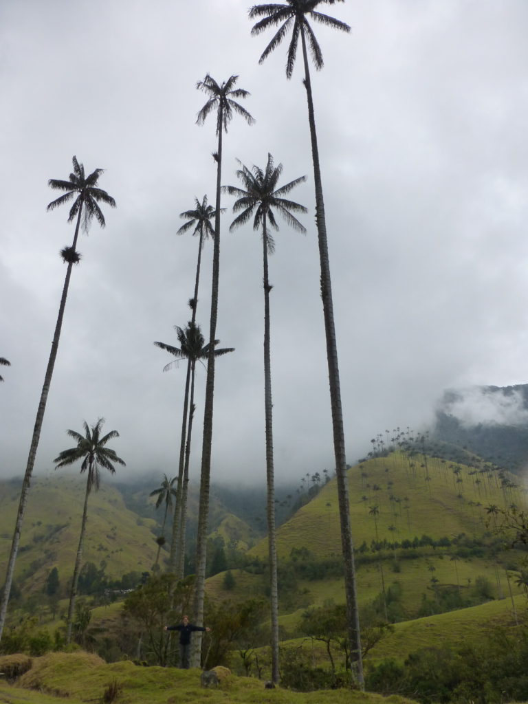 The Wax Palms with Alex for scale