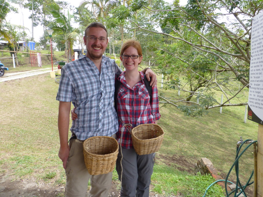 Picking coffee cherries