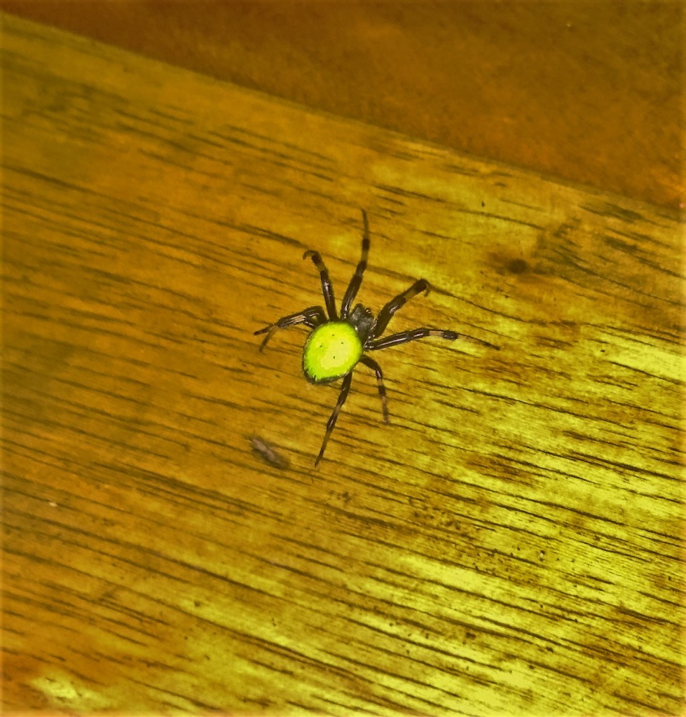 The Spider that landed on Alex