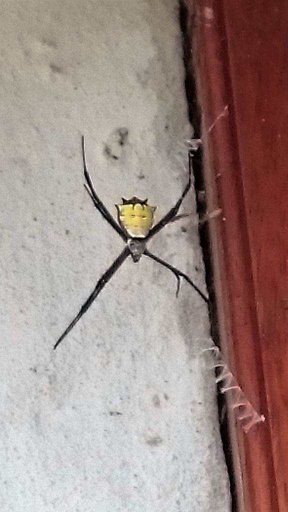 Another spider at the school