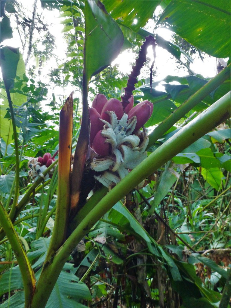 The false banana