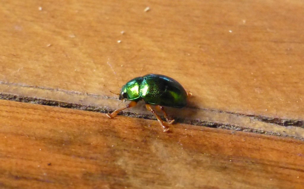 An exciting beetle