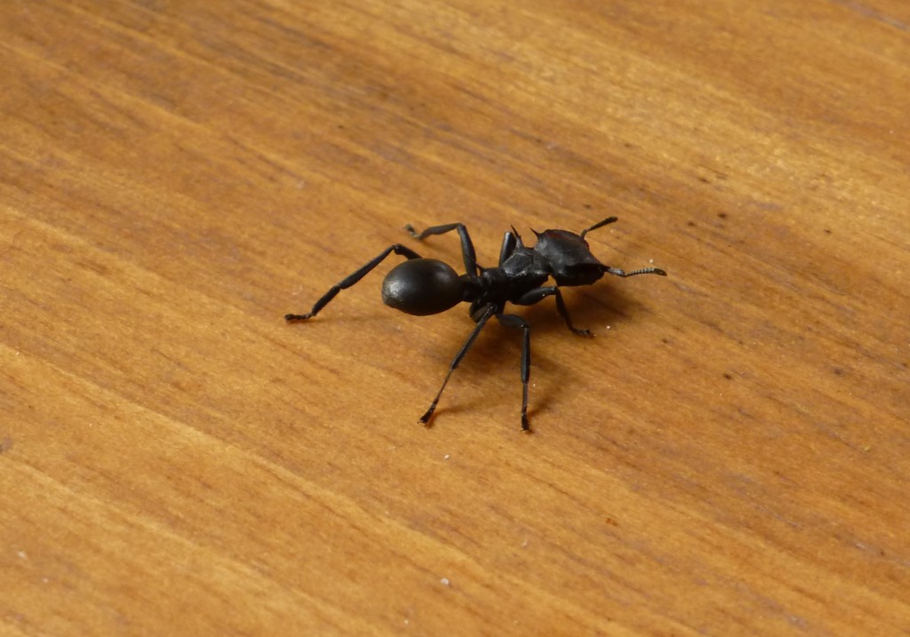 Big Ants, had to be careful not to step on these bad boys