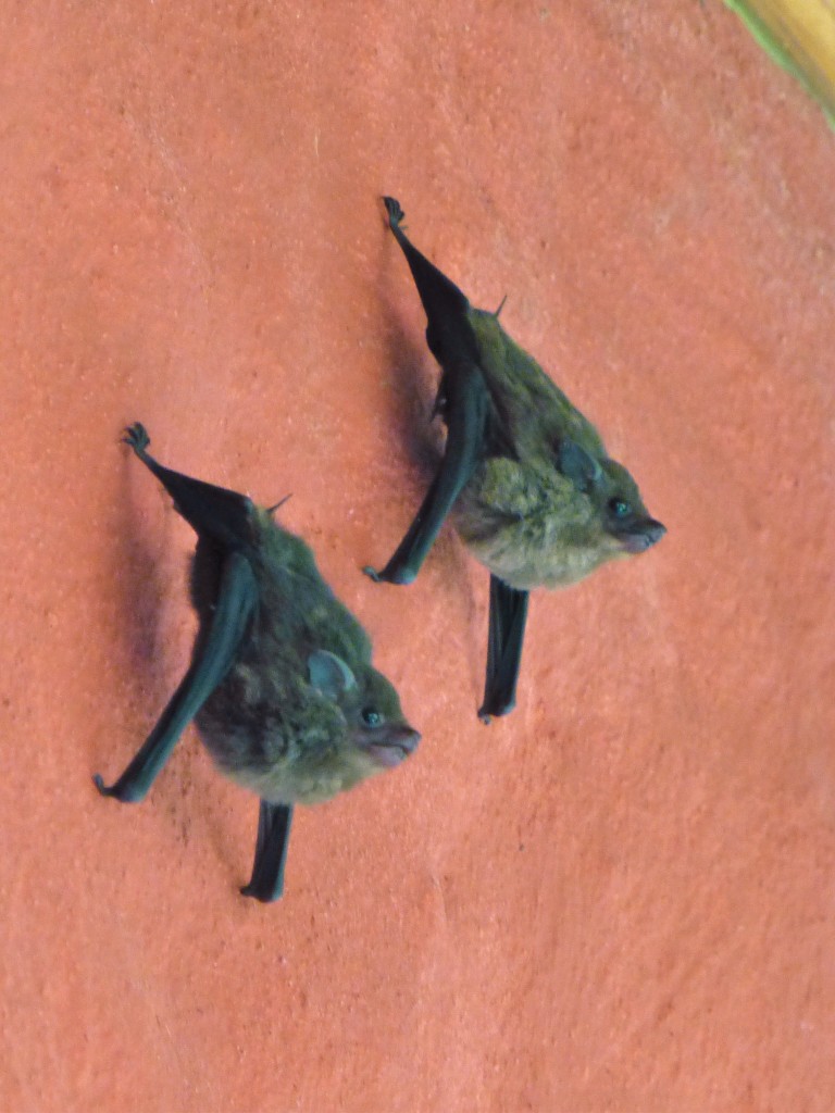Bats, discovered on the wall of our Cabaña