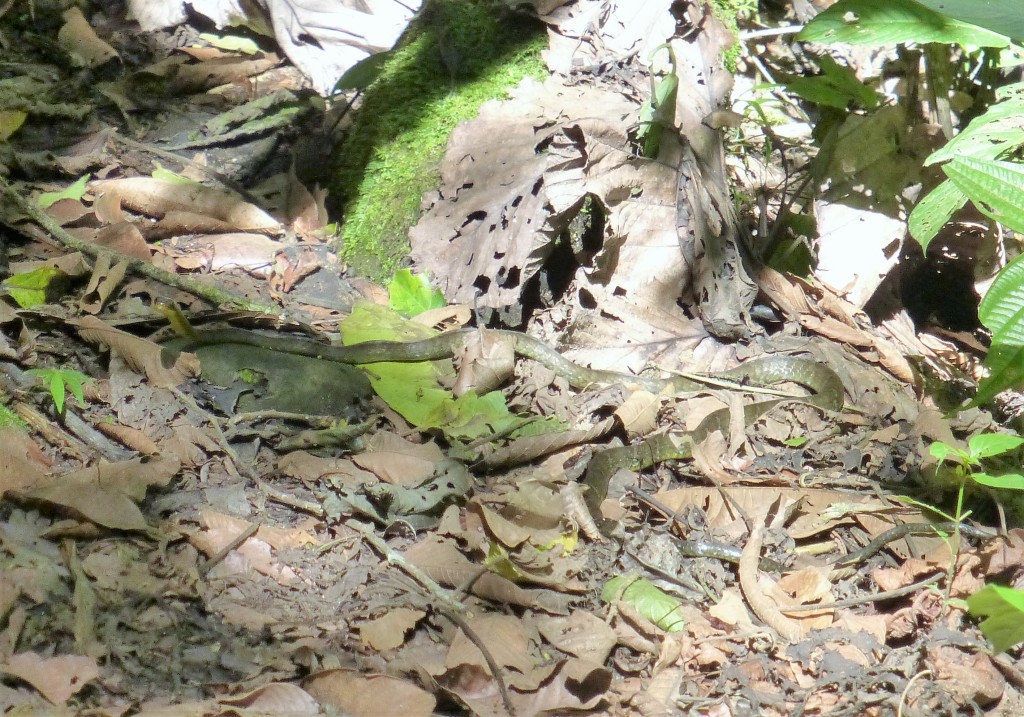 An Equis or Fer-de-Lance on our path