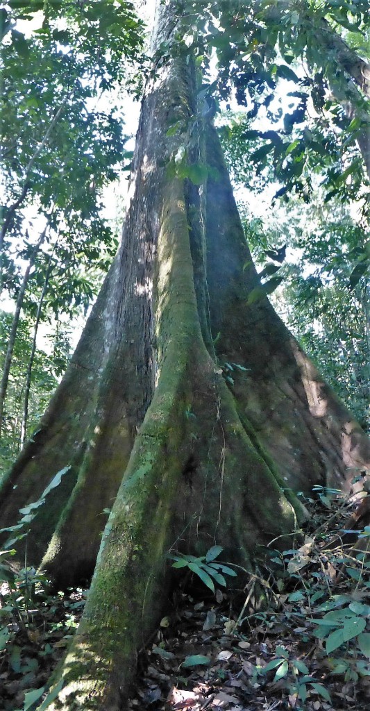 This tree was a couple of hundred years old and rather tall