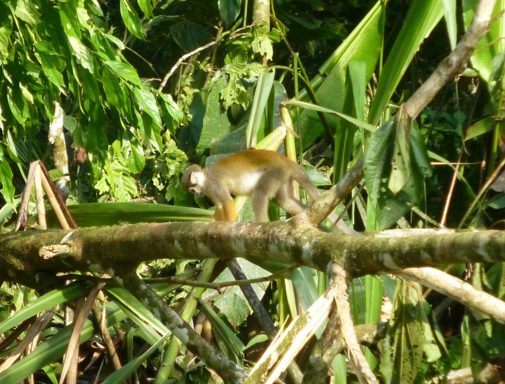 Capuchin Monkey