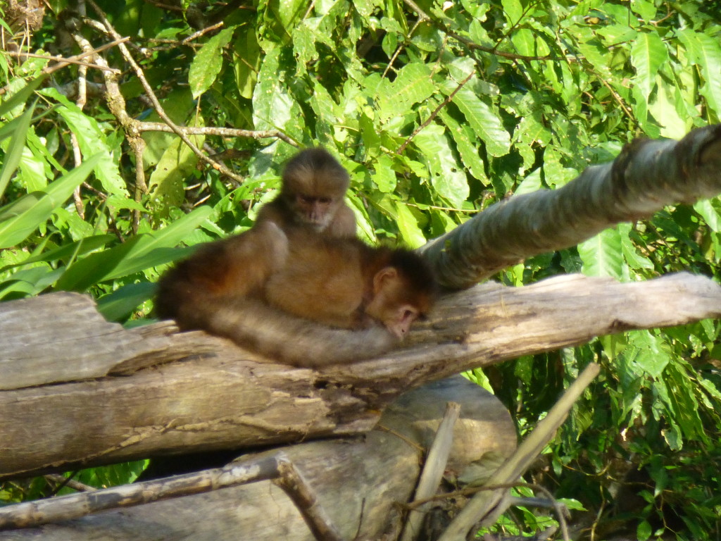 Capuchin Monkeys