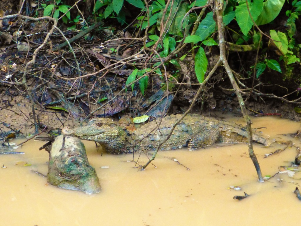 Caiman