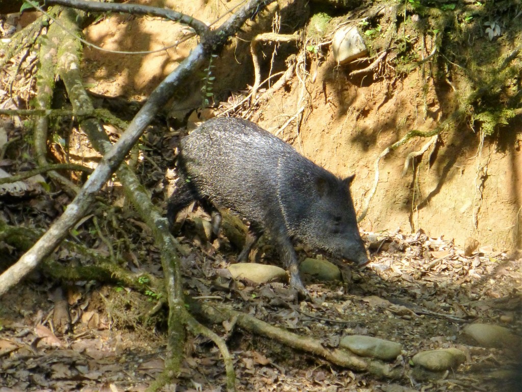 Jungle Pig