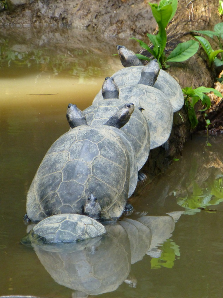 Turtles in a row