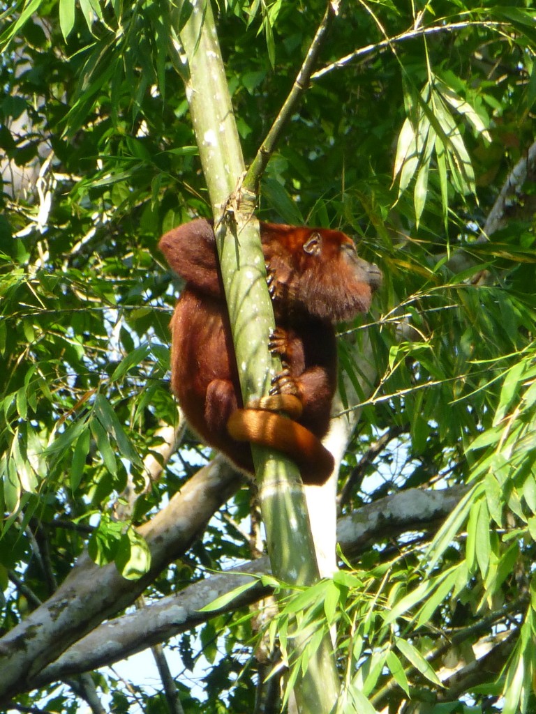 Red Howler Monkey