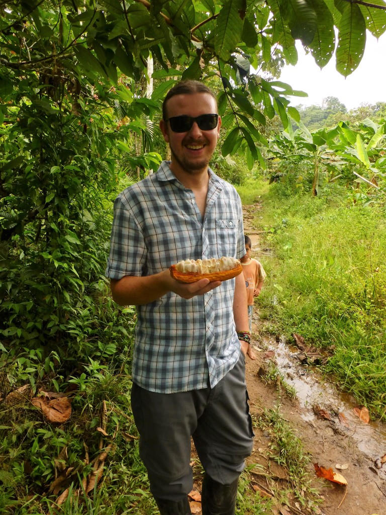 Chris inspecting ripe cocoa fruits