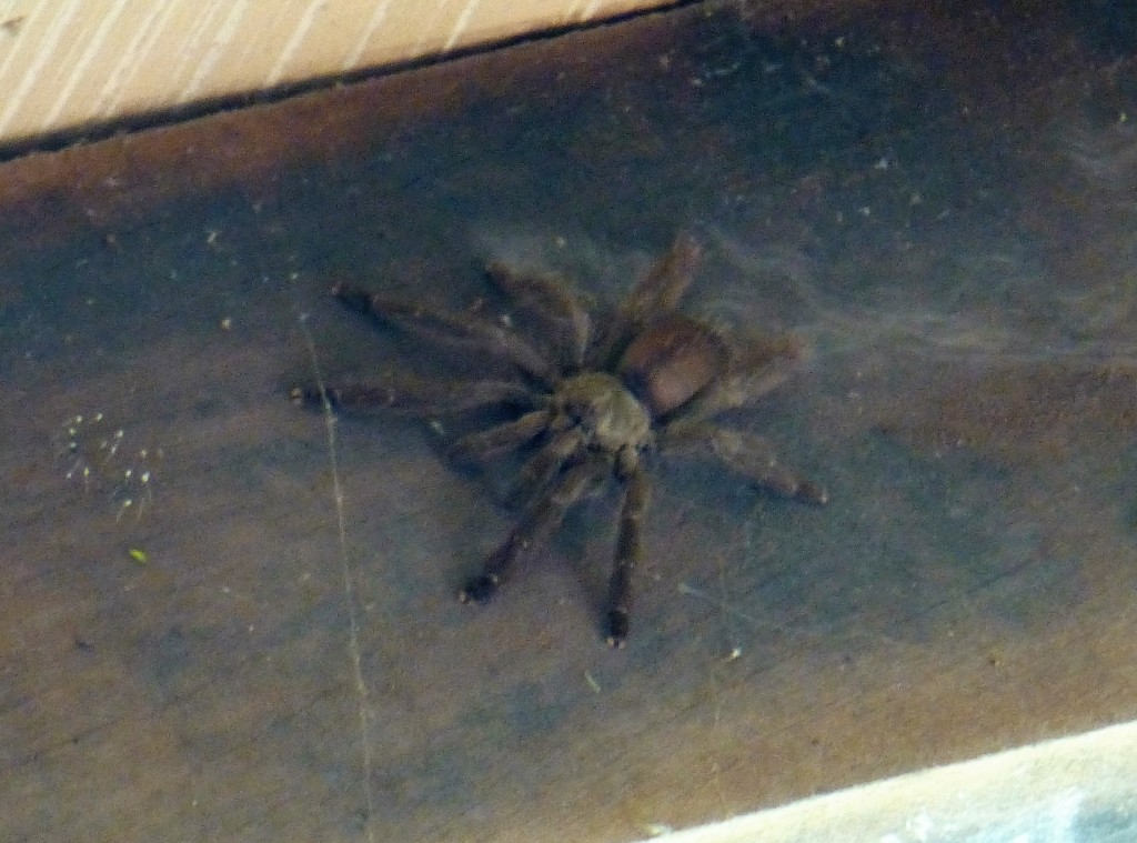 Terry the Tarantula