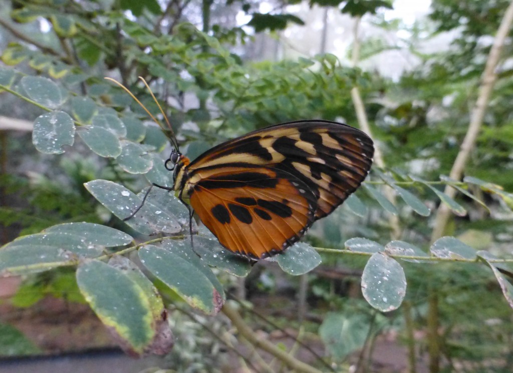 Mariposa (Butterfly)