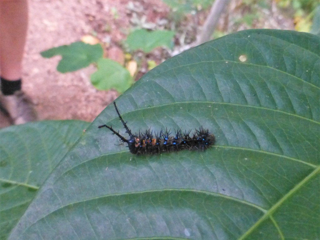 One hell of a caterpillar