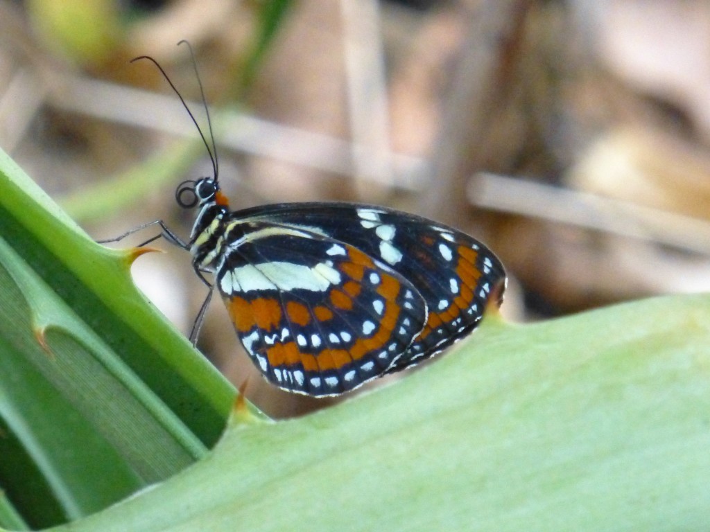 Butterfly at Bosque at Pacoche