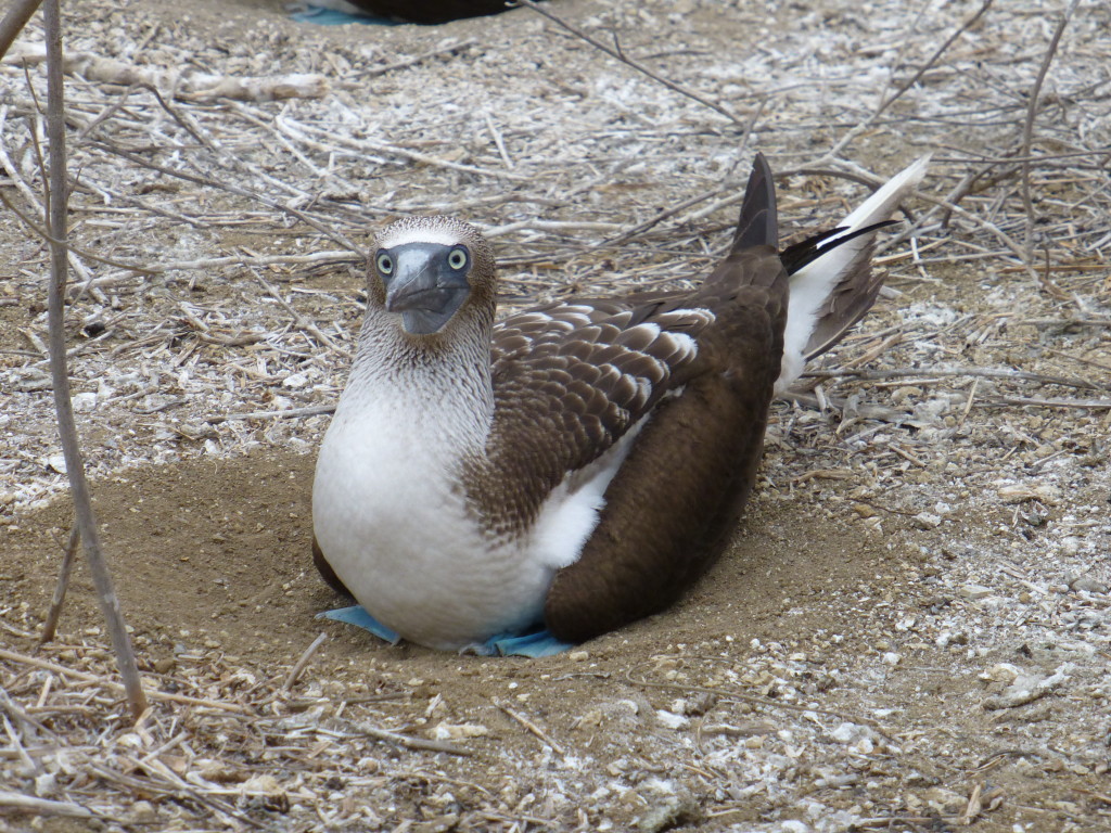 Blue Footed Booby