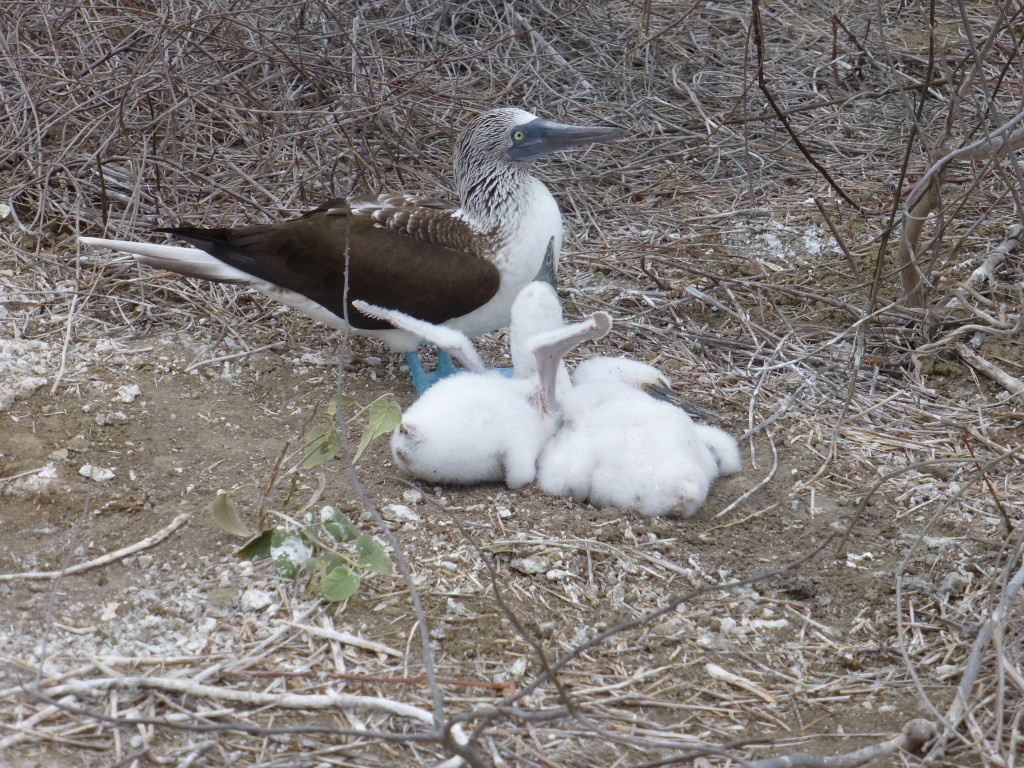 Blue Footed Booby with Chicks