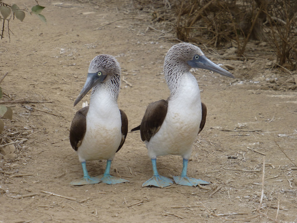 Male on the left, Female on the right