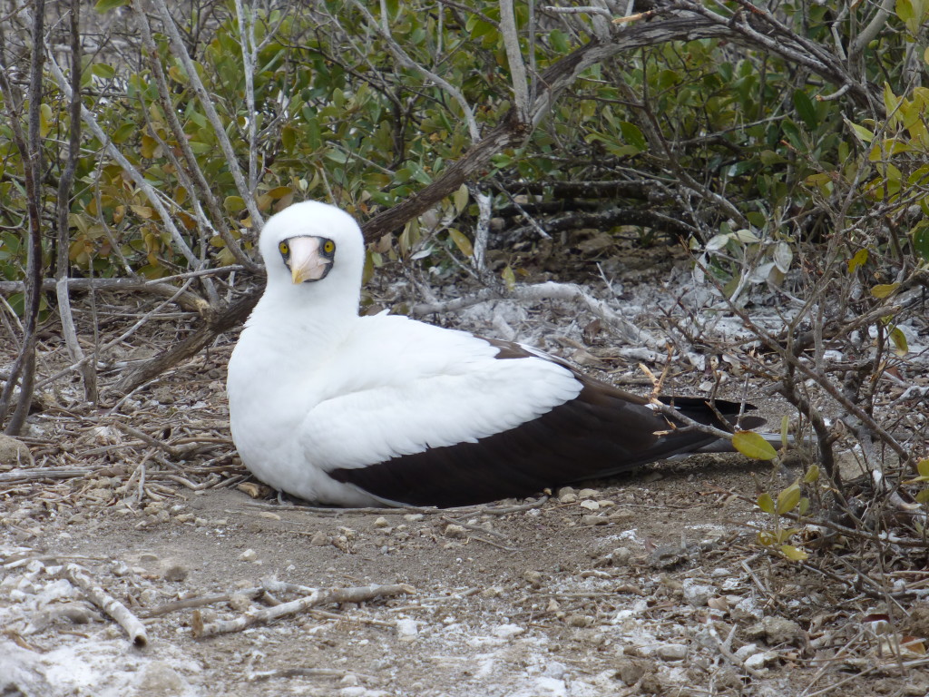 Nazca Booby