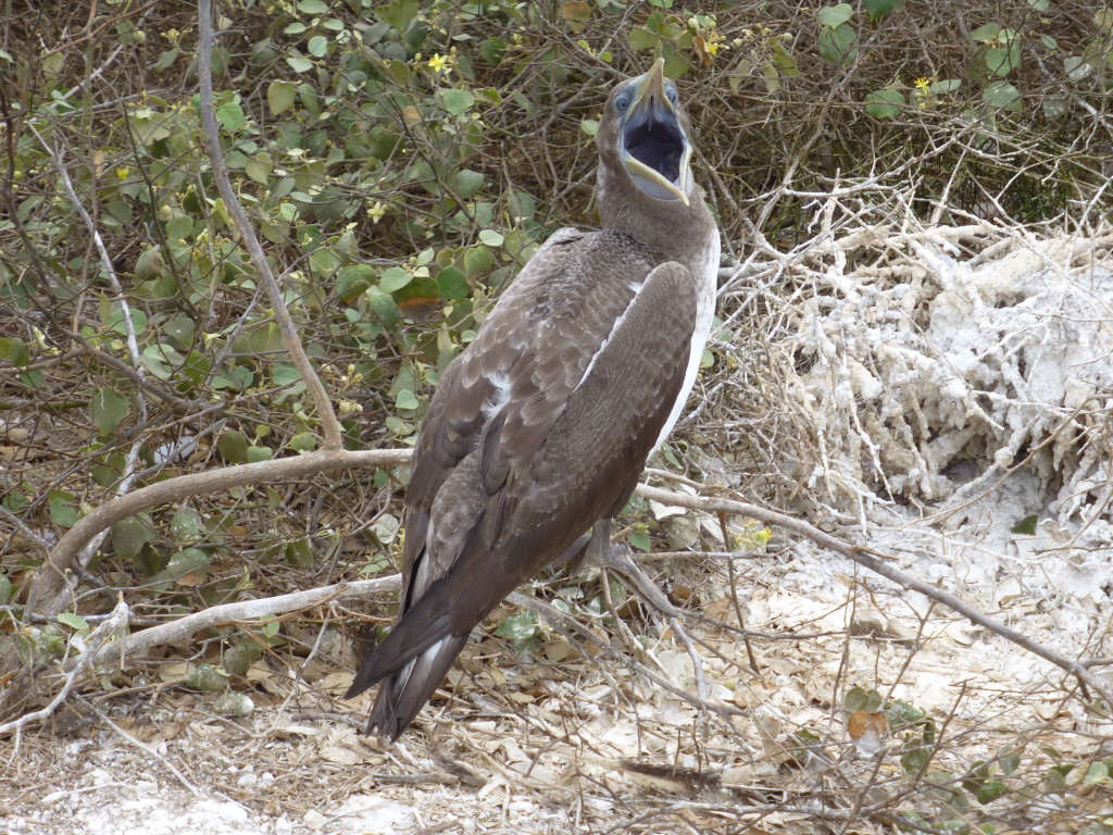 Juvenile Nazca Booby