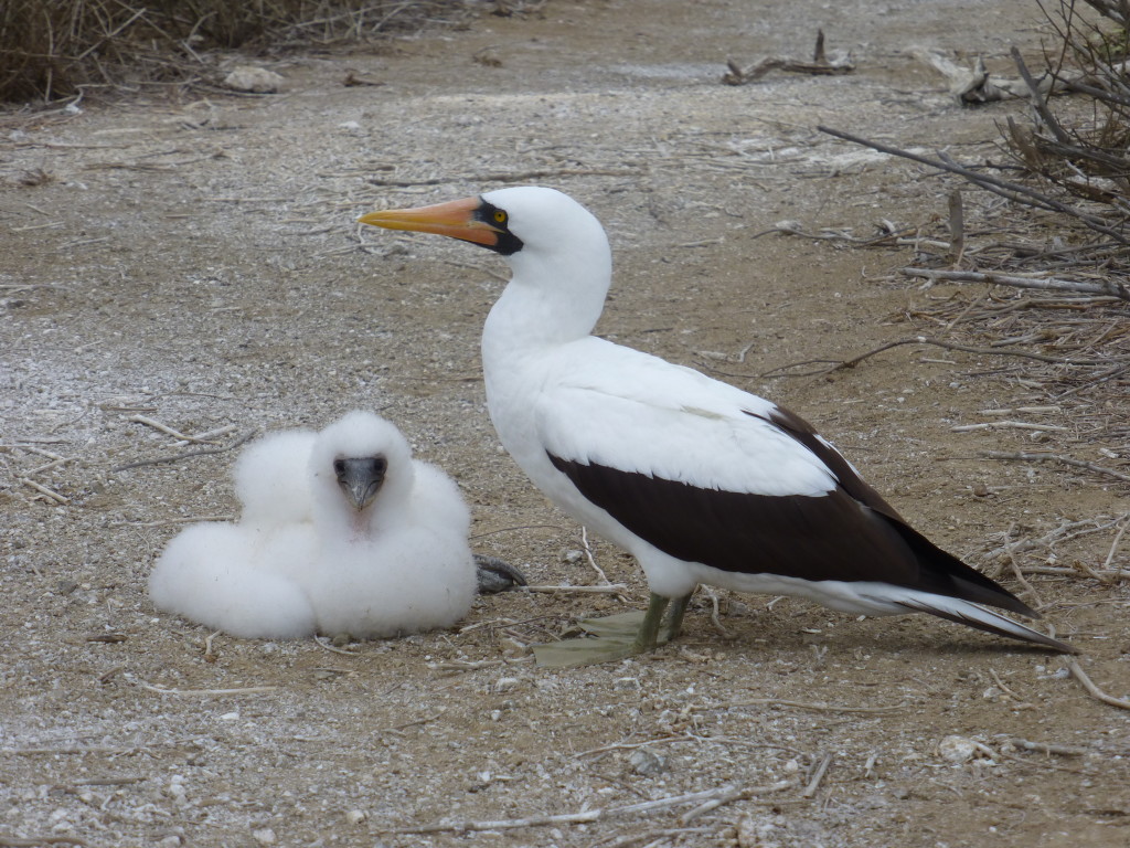 Nazca Booby and Chick