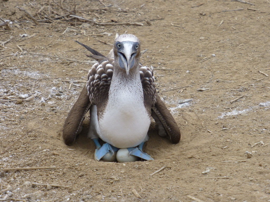 A Blue Footed Booby incubates her eggs