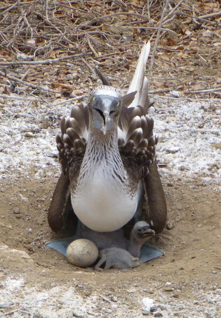 A Blue Footed Booby and newly hatched chick