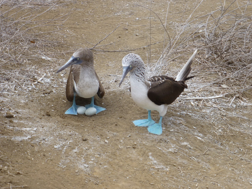 Blue Footed Boobies with eggs