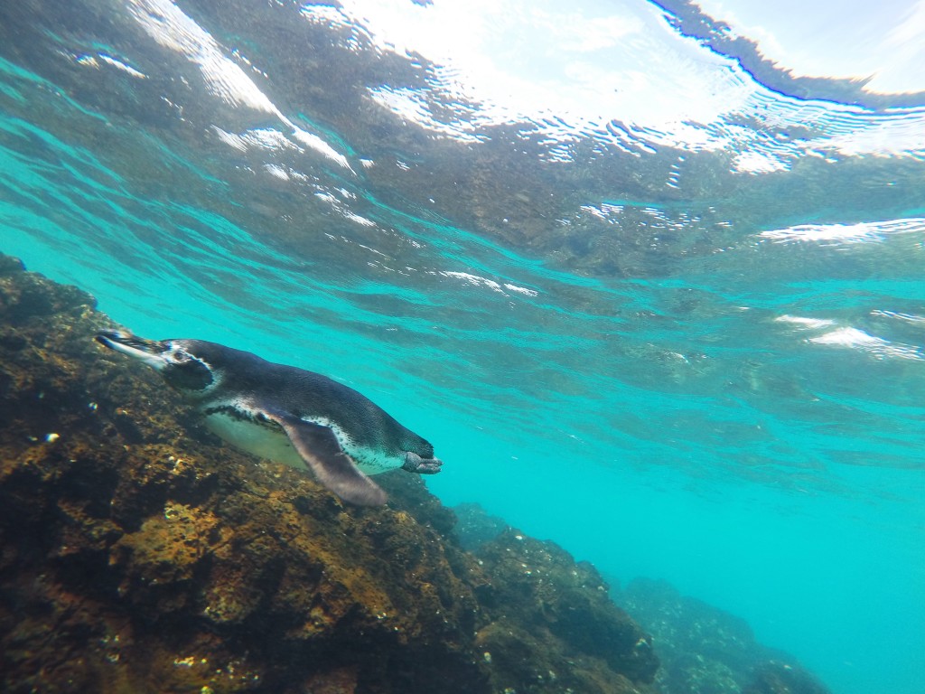 A Galapagos Penguin hunting for fish