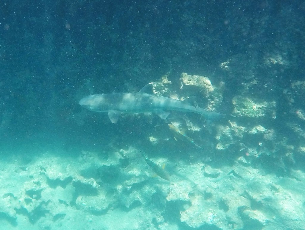 A White-tipped Reef Shark