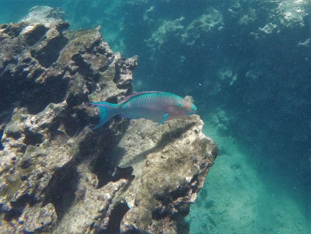 A Blue-Chin Parrotfish