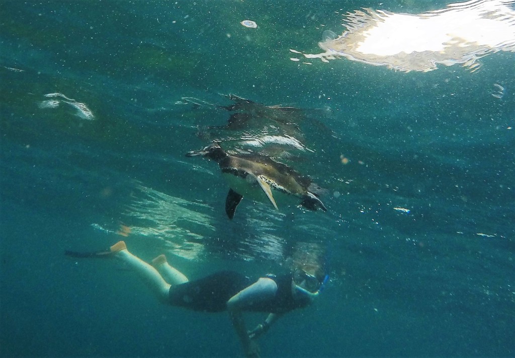 Alex swimming with a Galapagos penguin