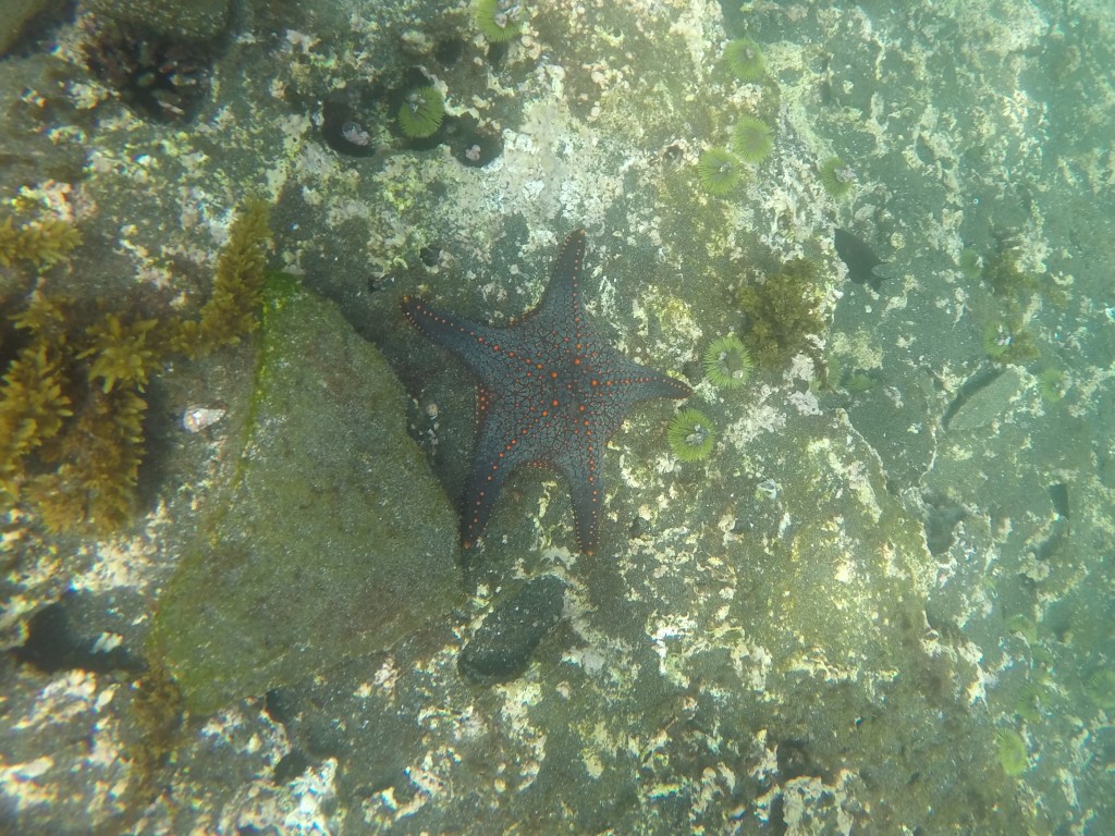Starfish
