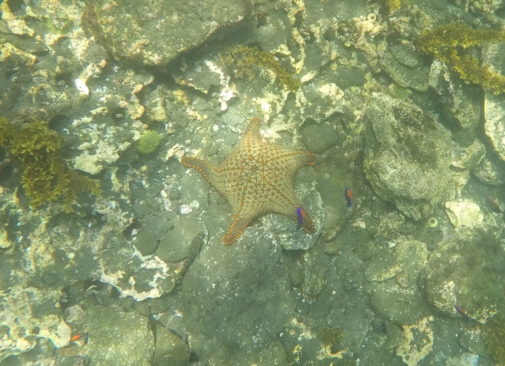 Starfish