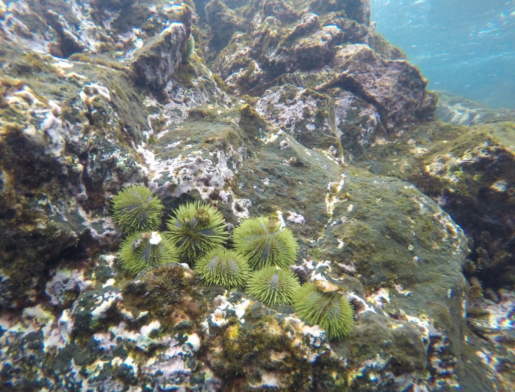 Green Sea Urchins