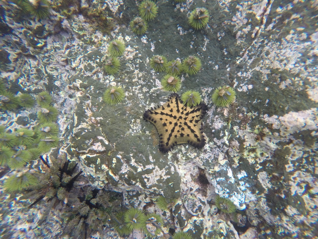 Starfish