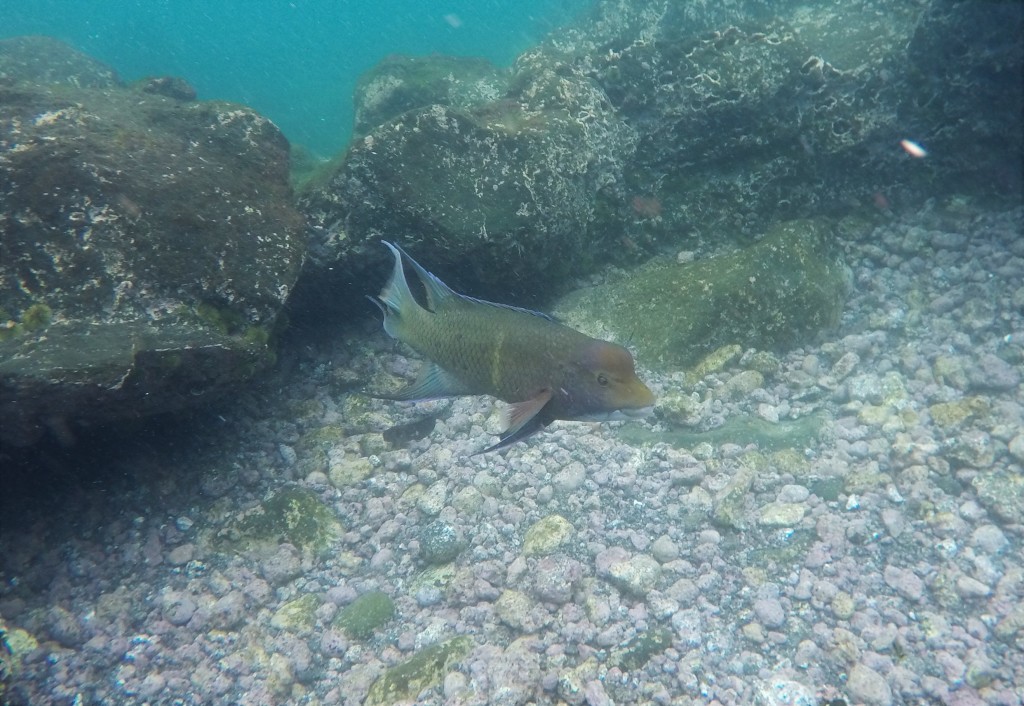 Mexican Hogfish