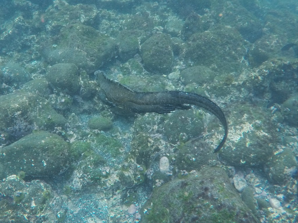 Marine Iguana