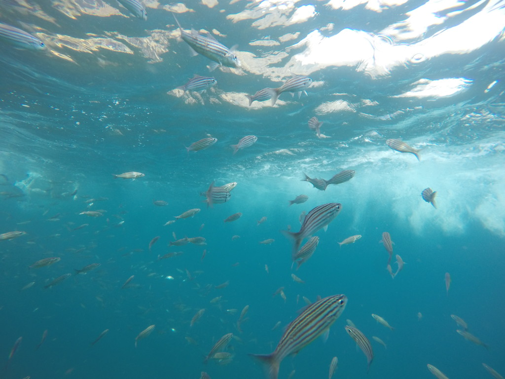 Black-striped Salema