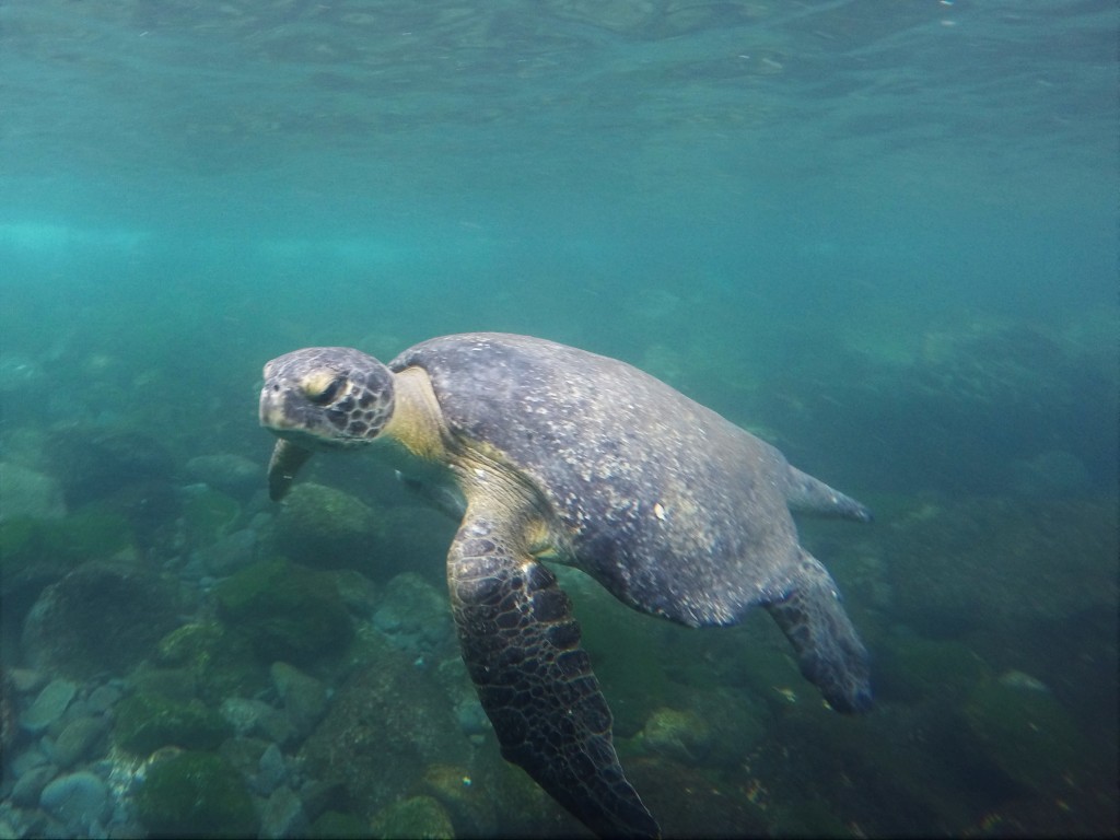 Galapagos Green Sea Turtle