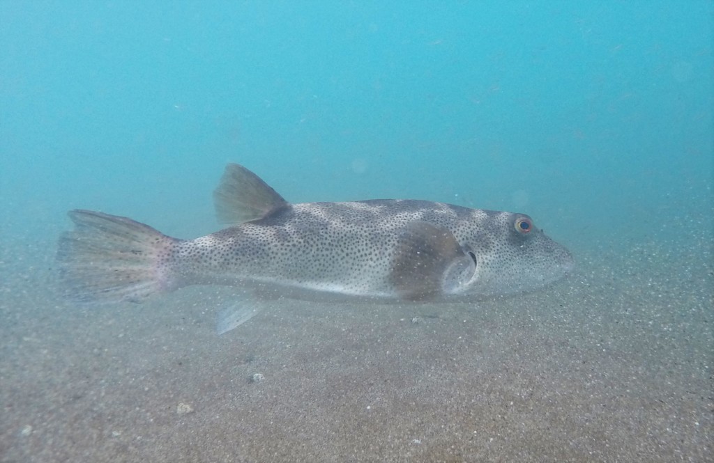 Bullseye Puffer Fish