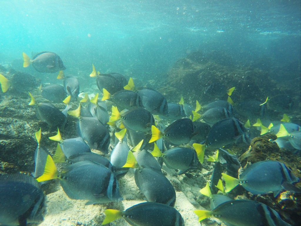 Razor Surgeonfish