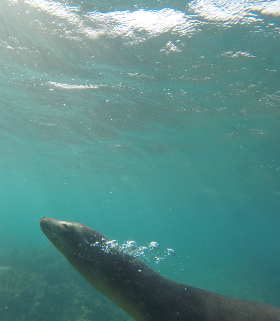 Sea Lion