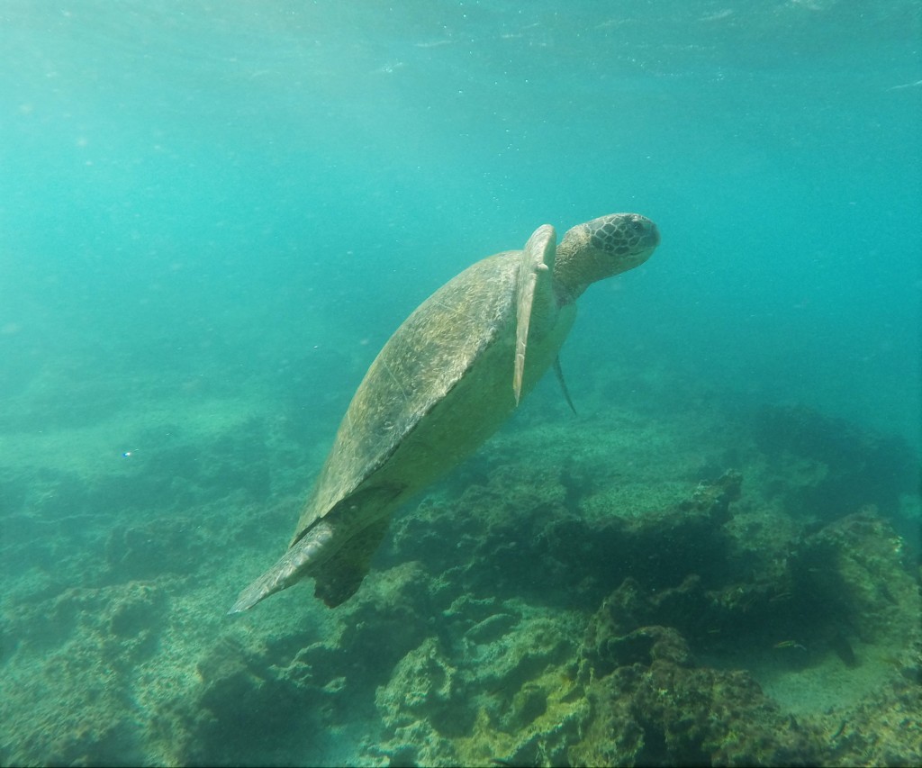 Galapagos Green Sea Turtle